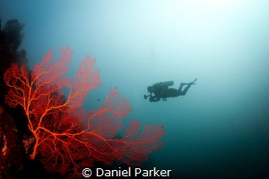 RED CORAL WIFE FISH
I absolutely love these fiery red fa... by Daniel Parker 